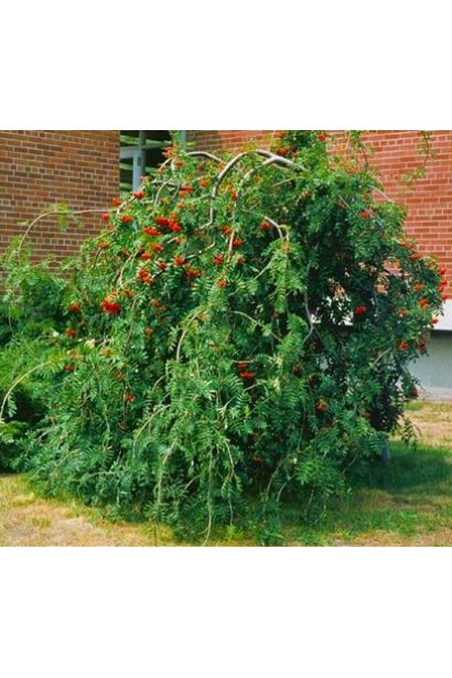 Sorbus aucuparia Pendula – елегантна для паркових зон